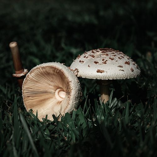 mushrooms